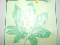 /album/feuilles-et-papillons/picture-222-jpg/